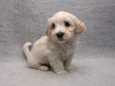Bichon Havanais hvalp fra Kennel Miki Nanoq